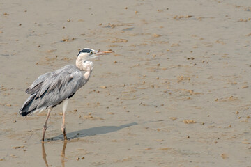 Gray Heron in search of fish in river