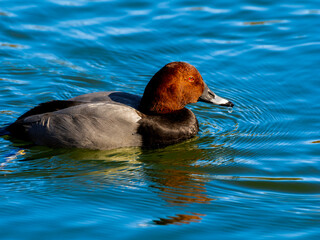 池を泳ぐホシハジロ