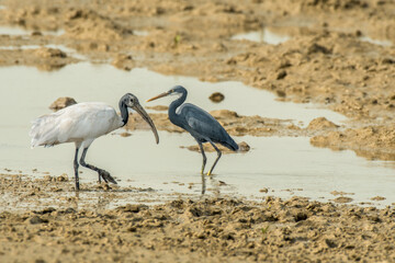 Together Black headed IBIS and Western Reef Heron in forest
