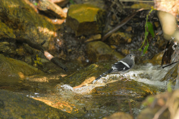 Slaty-backed Forktaill on stone birdwatching in the forest