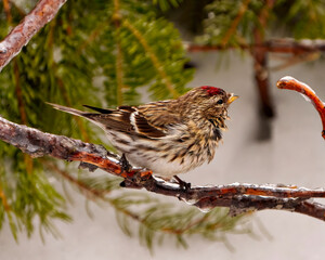 Common Red poll Photo and Image.  Red poll close-up side view, perched on a cedar branch with blur background in its environment and habitat surrounding. Finch Picture. Christmas Card Image.