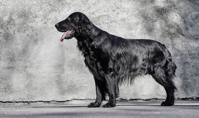 Portrait of black flat-coated retriever walking and playing on the asphalt street, purebred dog...