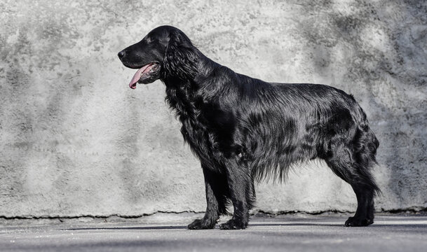 Portrait of black flat-coated retriever walking and playing on the asphalt street, purebred dog against the backdrop of urban