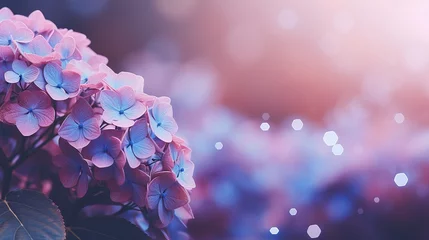 Tuinposter Pink hydrangea blossom on right side with magical bokeh background and ample text space on left © Ilja