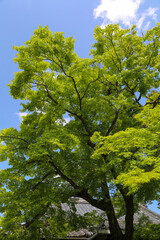 京都の寺町界隈の寺院の境内の青もみじ