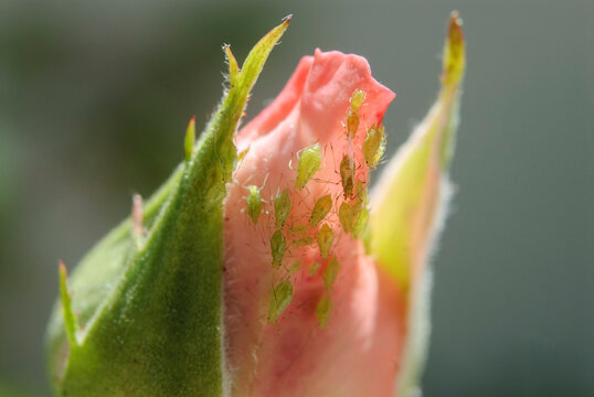 Vue macro d'une colonie de pucerons verts sur une rose