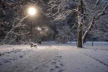 zima w nocnym parku z alejką i śniegiem w blasku latarni - obrazy, fototapety, plakaty