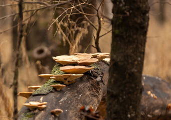 Mushroom in the woods.