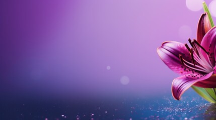 Purple lily on isolated bokeh background with two thirds copy space for text placement