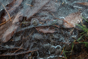 frozen leaves in the lake in winter

