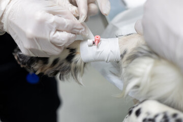 The veterinarian's hands fix the intravenous catheter on the pet's paw using a plaster. The...