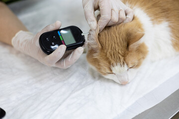 A veterinarian measures a cat's glucose level in a veterinary clinic. The cat sits calmly on the...