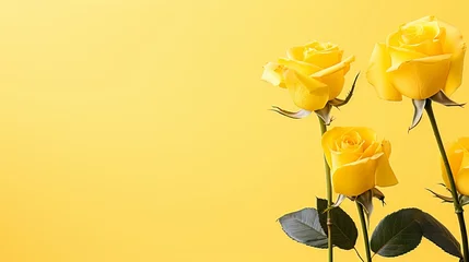  Yellow rose on right side against yellow isolated background with copy space for text placement © Ilja