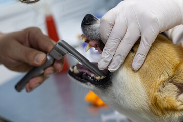 A veterinary anesthesiologist uses a laryngoscope to intubate a dog. The dog is intubated in...