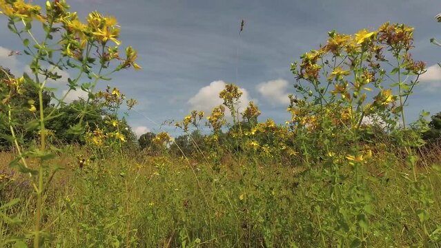 St. Johns wort Hypericum perforatum medical herbs in wind, time lapse