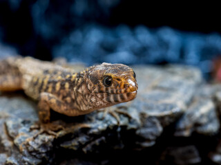 イボヨルトカゲ