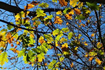 autumn leaves on the branches of a tree against the blue sky