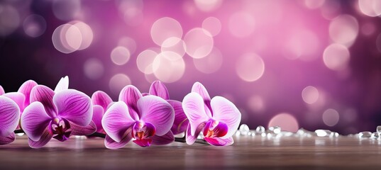 Beautiful pink orchid on isolated magical bokeh background with copy space for text placement