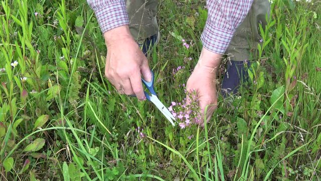 herbalist hands in summer field collects common centaury Centaurium erythraea medical herb 
