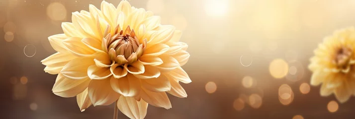 Foto op Plexiglas Yellow dahlia on isolated magical bokeh background with copy space for text placement © Ilja