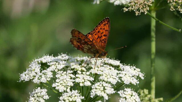 Saumfleck Perlmuttfalter (Brenthis hecate) an der Bl&uuml;te vom Gew&ouml;hnlichen Girsch