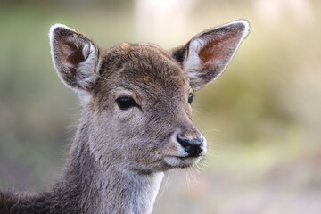 Forest Kings, Regal Stags and deers in Their Habitat