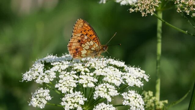 Saumfleck Perlmuttfalter (Brenthis hecate) an der Bl&uuml;te vom Gew&ouml;hnlichen Girsch