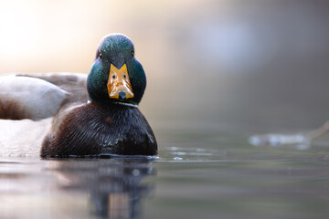 Adorable Ducks in the Sun swimming in a pond