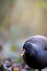 Moorhens in a Quiet Retreat at sundown in the fields
