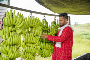 A man exporting banana branches while cutting them