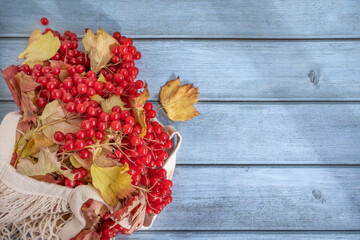 Seasonal ripe, juicy viburnum in a bag on a blue board background. Autumn background and...
