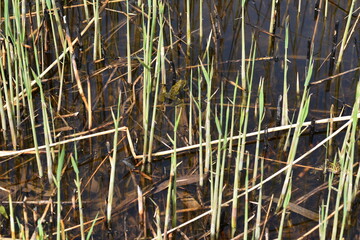 A Common Frog, Rana temporaria, in a pond