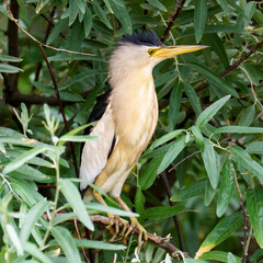 ANIMAL - Beautiful bird between the trees