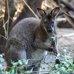 Kangaroo