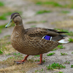 Duck