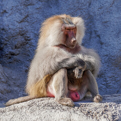 ANIMAL - Monkey thinking