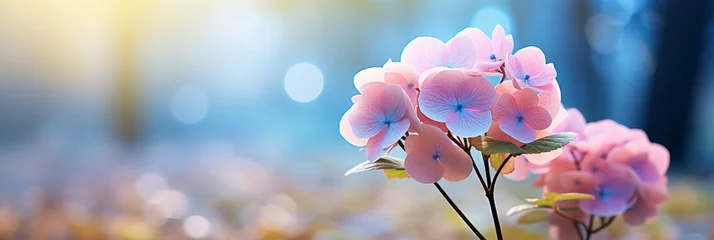 Zelfklevend Fotobehang Pink hydrangea blossom on isolated magical bokeh background with copy space for text placement © Ilja