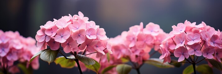 Pink hydrangea on right side with magical bokeh background and ample copy space on left side