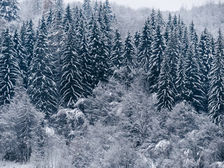 Spruce forest covered with white snow Misty winter Carpathian Mountains view landscape. Snowy pine fir trees with fog in the Carpathians. Scenic wood landscape Village in Transcarpathia Ukraine Europe