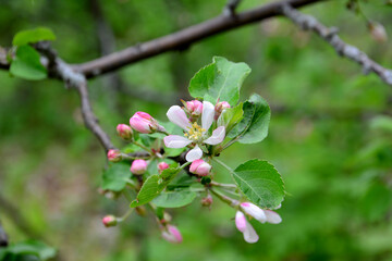 pink flowers and buds of blooming apple tree 
