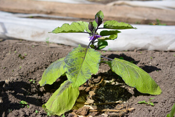 eggplant isolated on the garden bed close up   