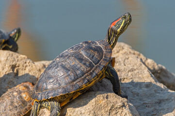 red-eared turtles basking in the sun