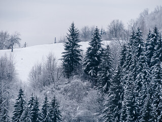 Spruce forest covered with white snow Misty winter Carpathian Mountains view landscape. Snowy pine fir trees with fog in the Carpathians. Scenic wood landscape Village in Transcarpathia Ukraine Europe