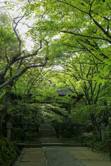 常寂光寺の新緑の美しい境内の風景