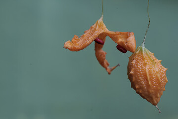 The beauty of ripe balsam pear fruit with a bright yellow color. This plant has the scientific name...