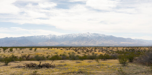 Snow-capped Mount Graham and Spring flowers in Safford, Arizona