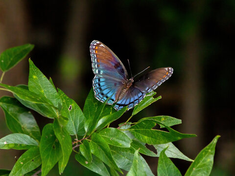 A Red-spotted Purple butterfly pauses momentarily among the greenery.