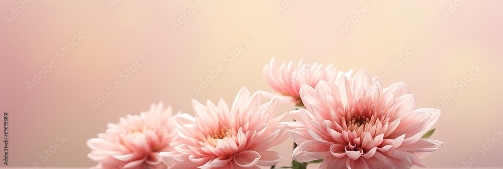 Aufkleber pink chrysanthemum on isolated magical bokeh background with copy space for text placement