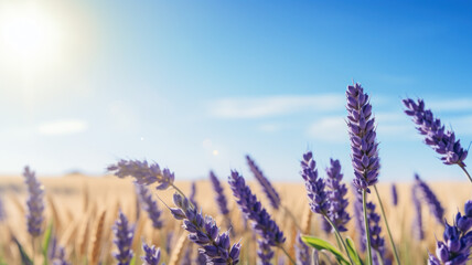 closeup of lavender field against blue sky - obrazy, fototapety, plakaty