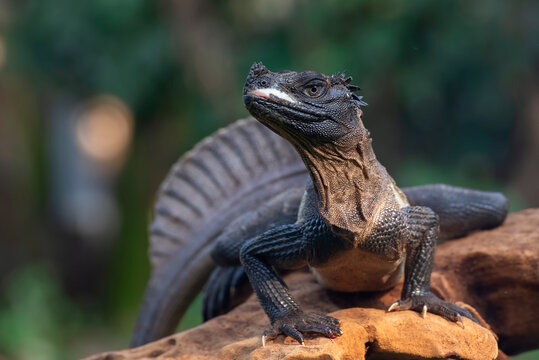 Close-up head of a Sulawesi sailfin lizard